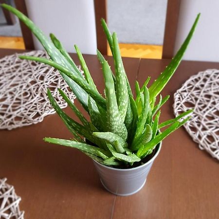 Apartament Janowskie Blonia Rumia Ngoại thất bức ảnh